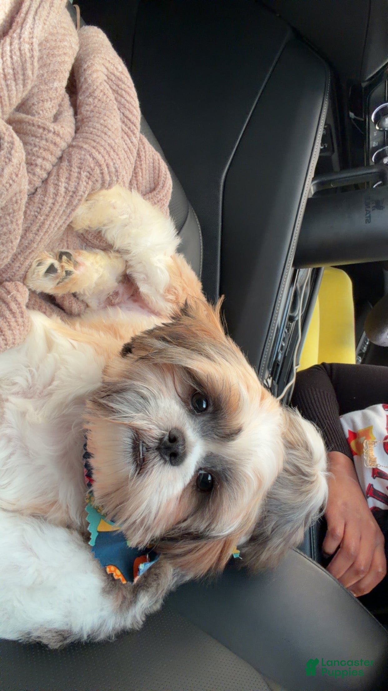 Shih Tzu dogs for sale: Shih Tzu Puppy 1 - Ad 1