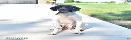 German Shorthaired Pointer dogs for sale: Remi  - Ad 6