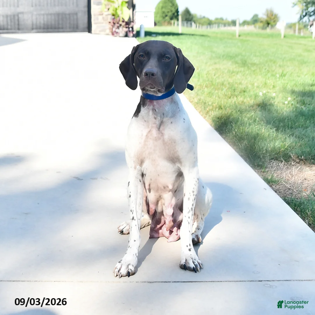 German Shorthaired Pointer dogs for sale: Remi  - Ad 6