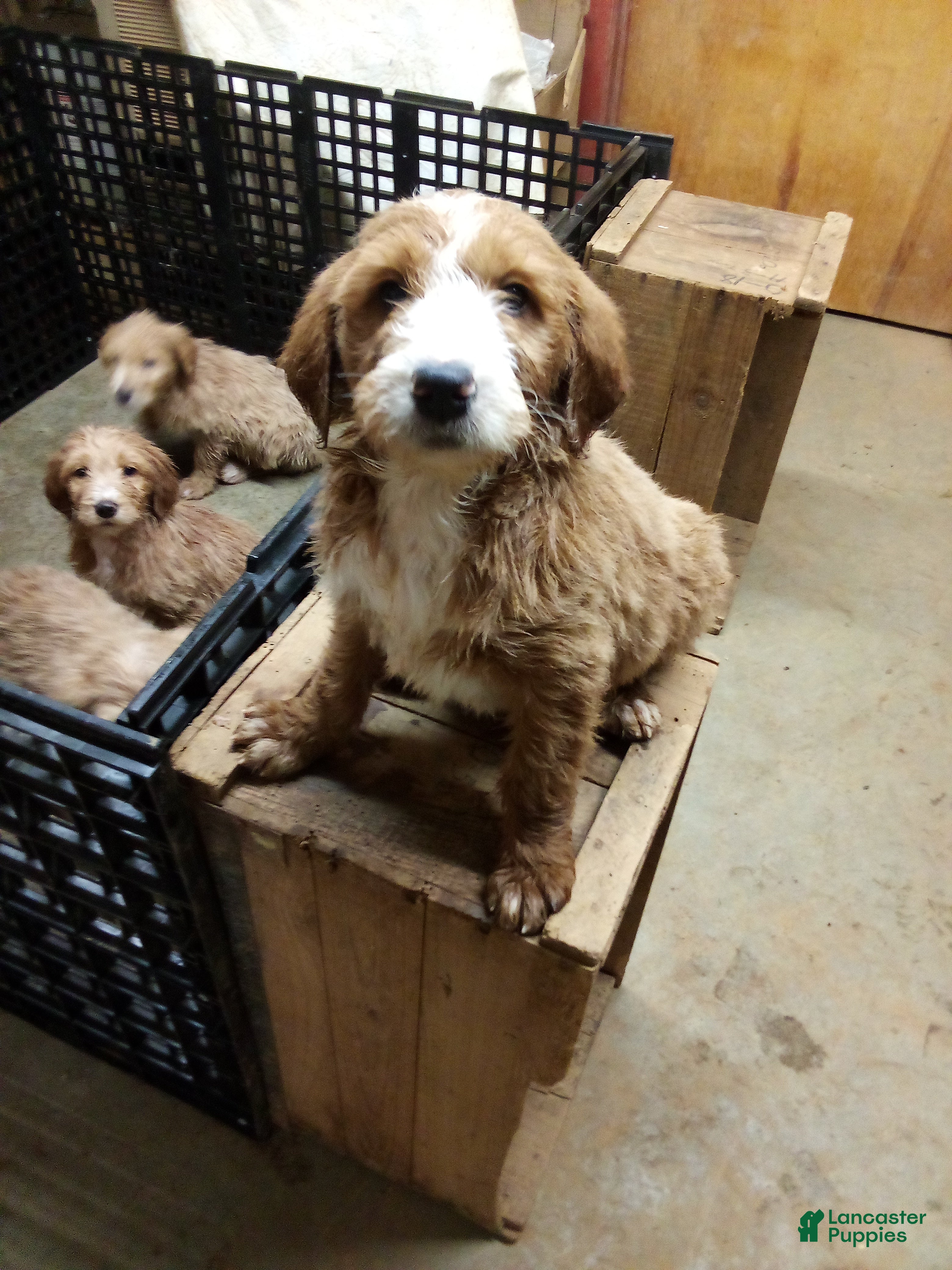 Mixed Breed dogs Homer - Ad 20