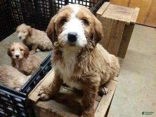 Mixed Breed dogs Homer - Ad 17