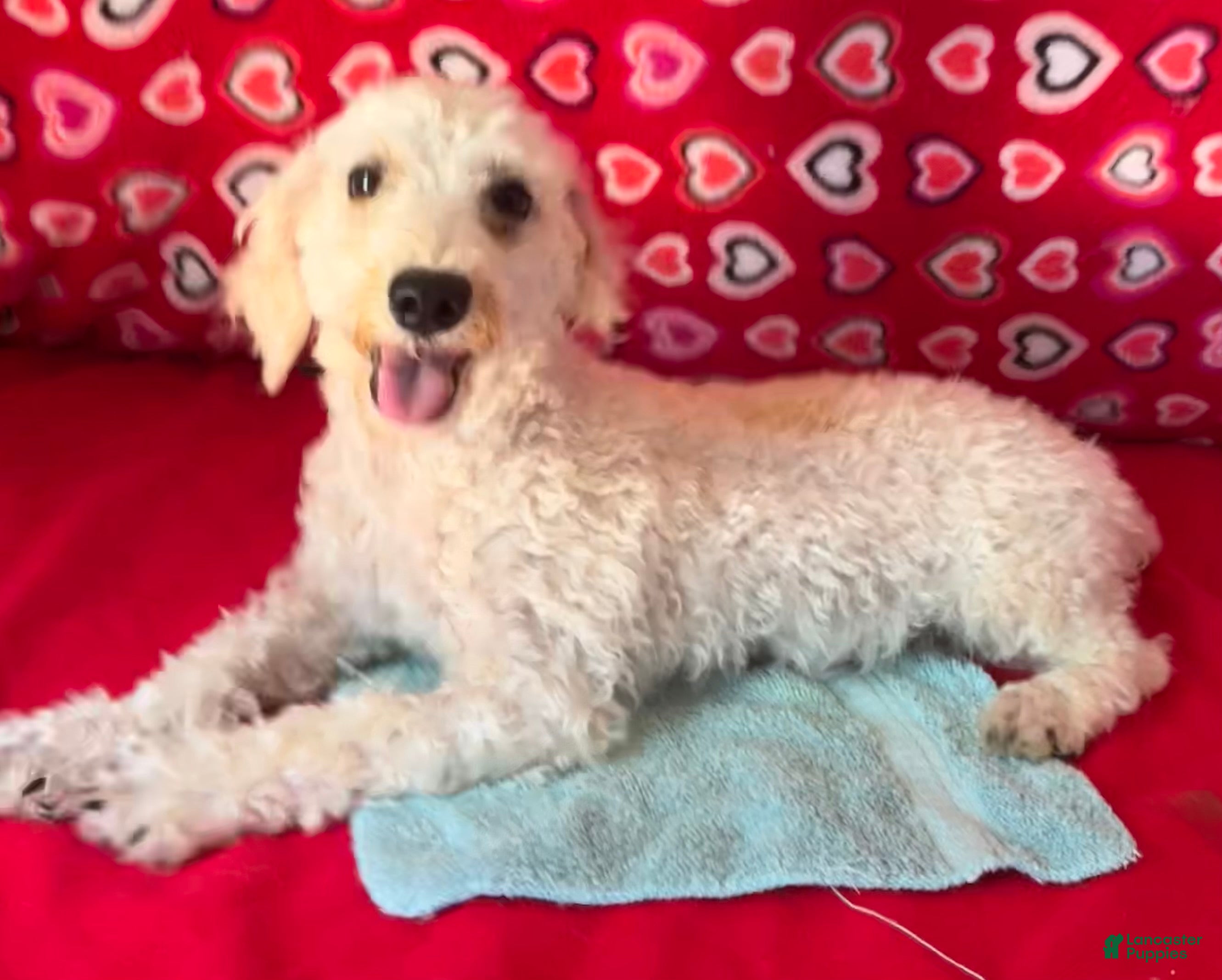 Toy Poodle dogs for sale: Milton - Ad 1