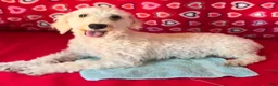 Toy Poodle dogs for sale: Milton - Ad 1