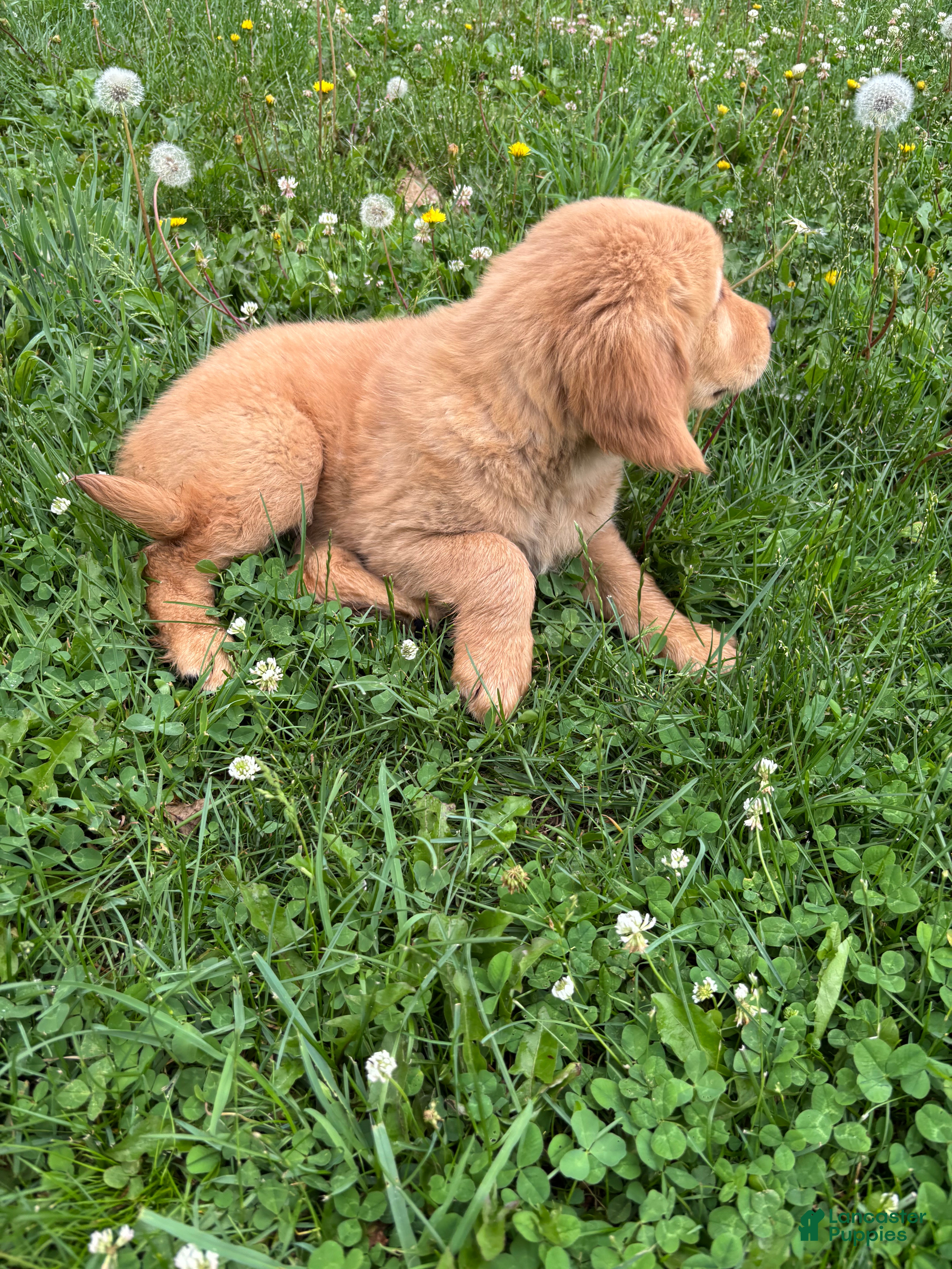 Golden Retriever dogs Benny  - Ad 2