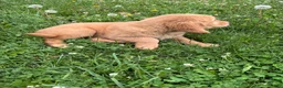 Golden Retriever dogs for sale: Benny  - Ad 2