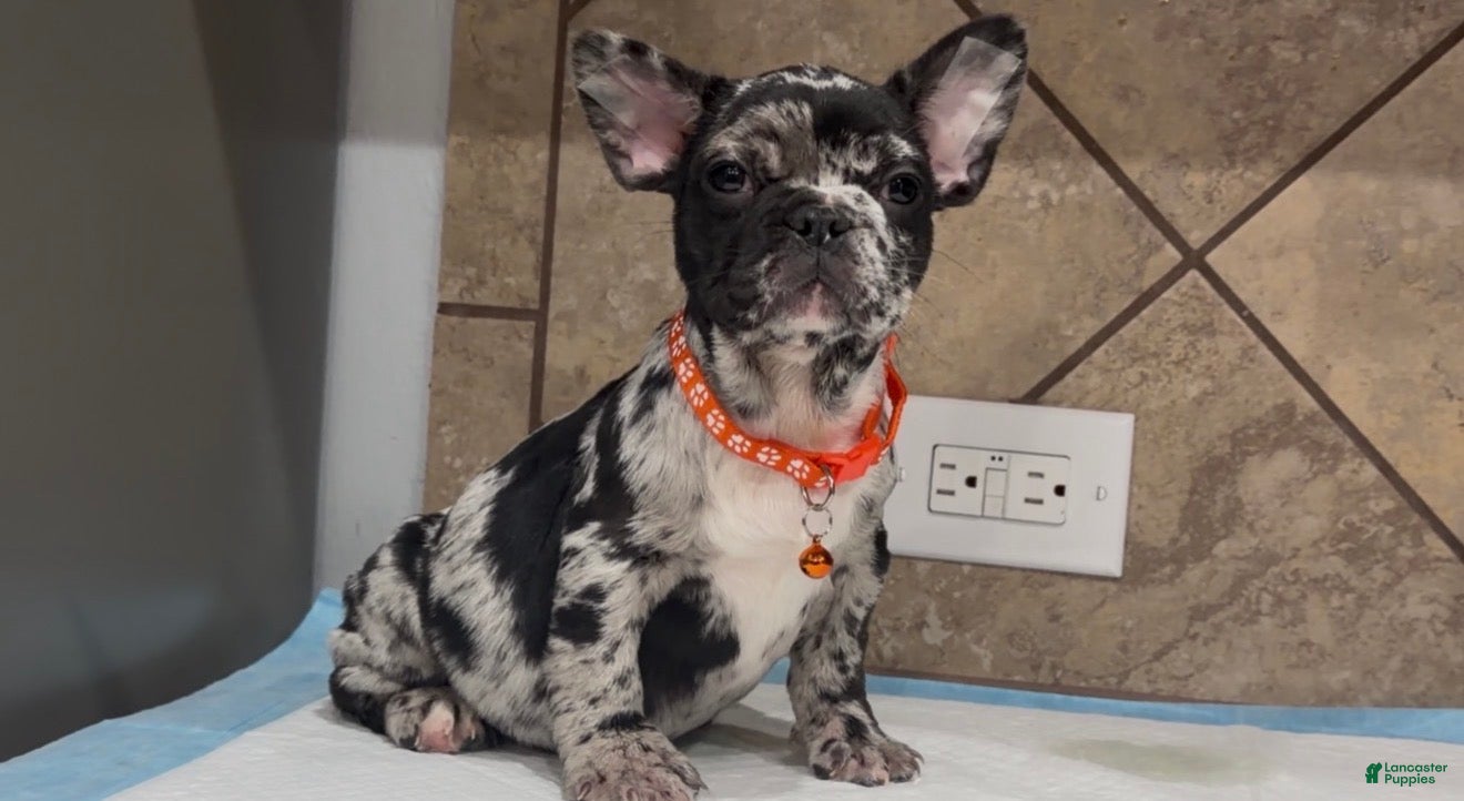 French Bulldog dogs Penny  - Ad 1