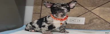 Penny 