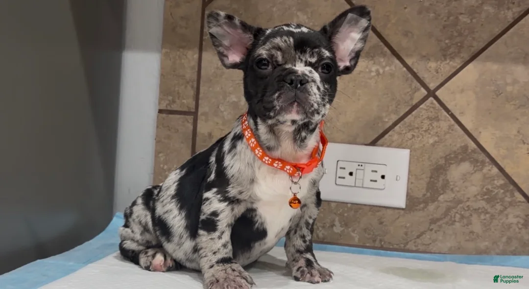 French Bulldog dogs for sale: Penny  - Ad 1