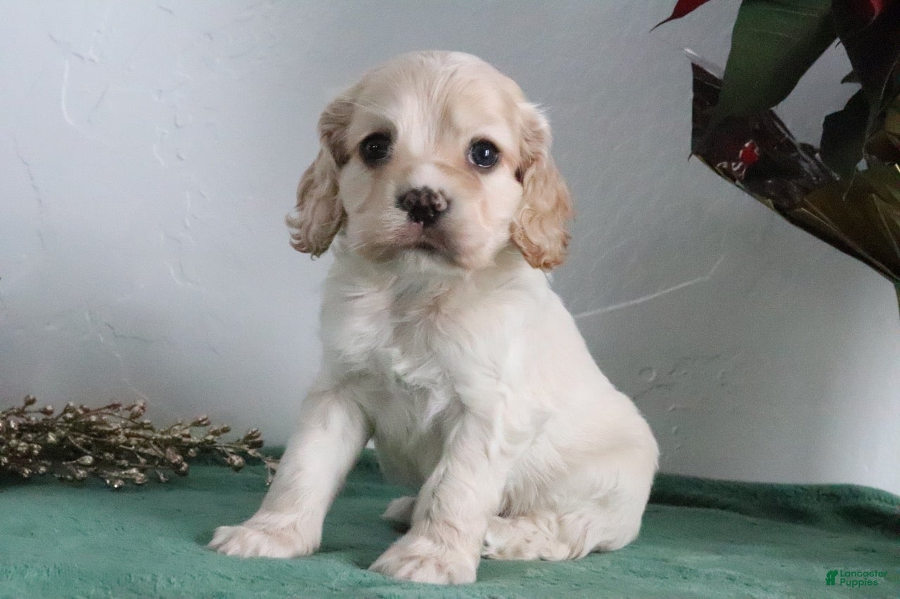Cocker Spaniel dogs Kody - Ad 2