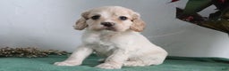 Cocker Spaniel dogs for sale: Kody - Ad 2