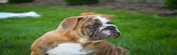 English Bulldog dogs for sale: Delsie English Bulldog leash trained and crate training in progress - Ad 10