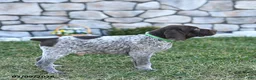 German Shorthaired Pointer dogs for sale: Bodie - Ad 5