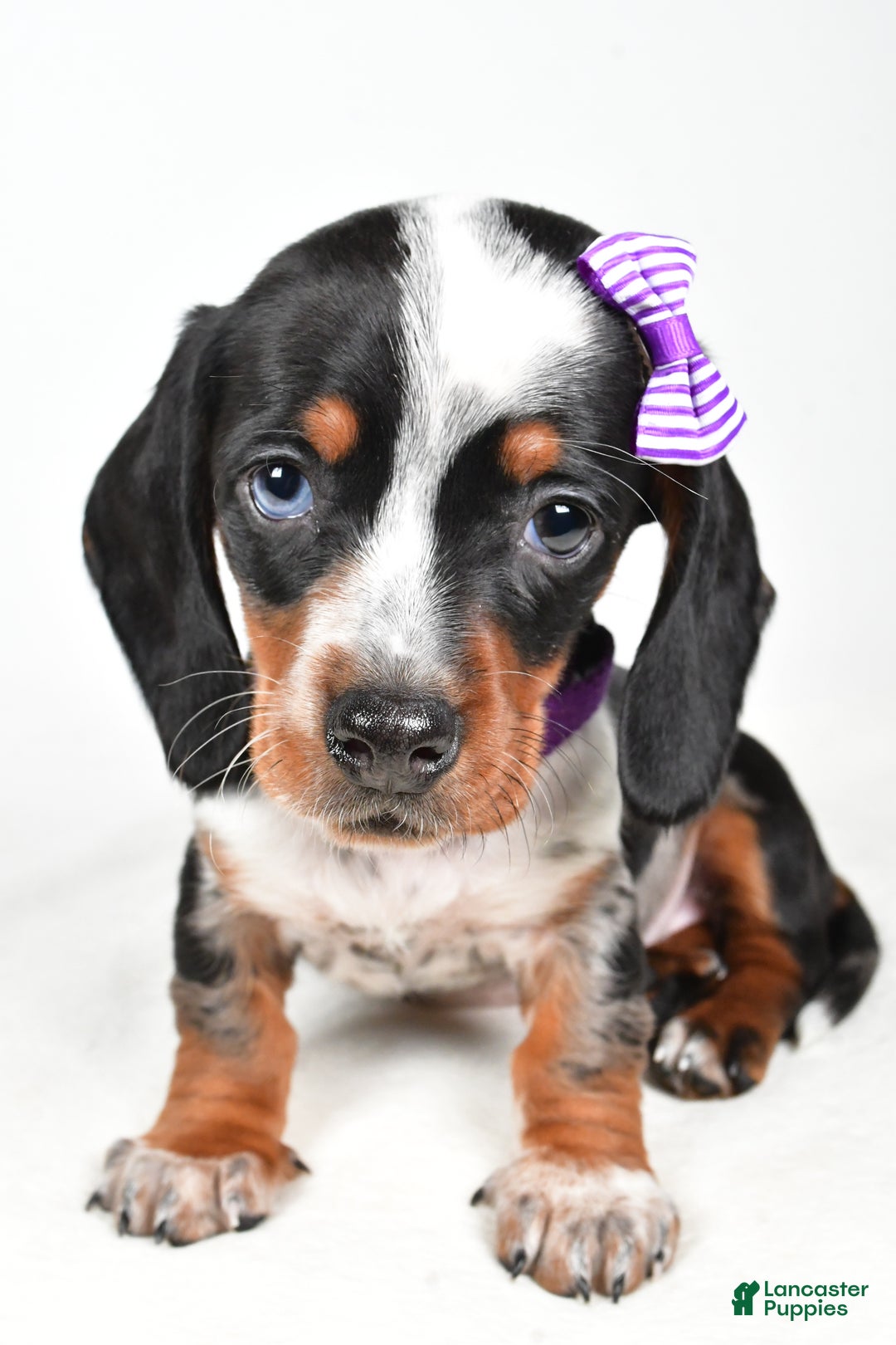 Miniature Dachshund dogs for sale: Katie - Ad 5