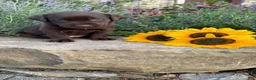 Labrador Retriever dogs for sale: Lavender - Ad 4
