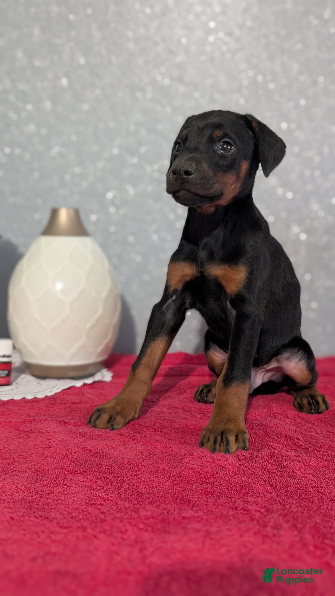 Doberman Pinscher dogs for sale: Lando - Ad 6