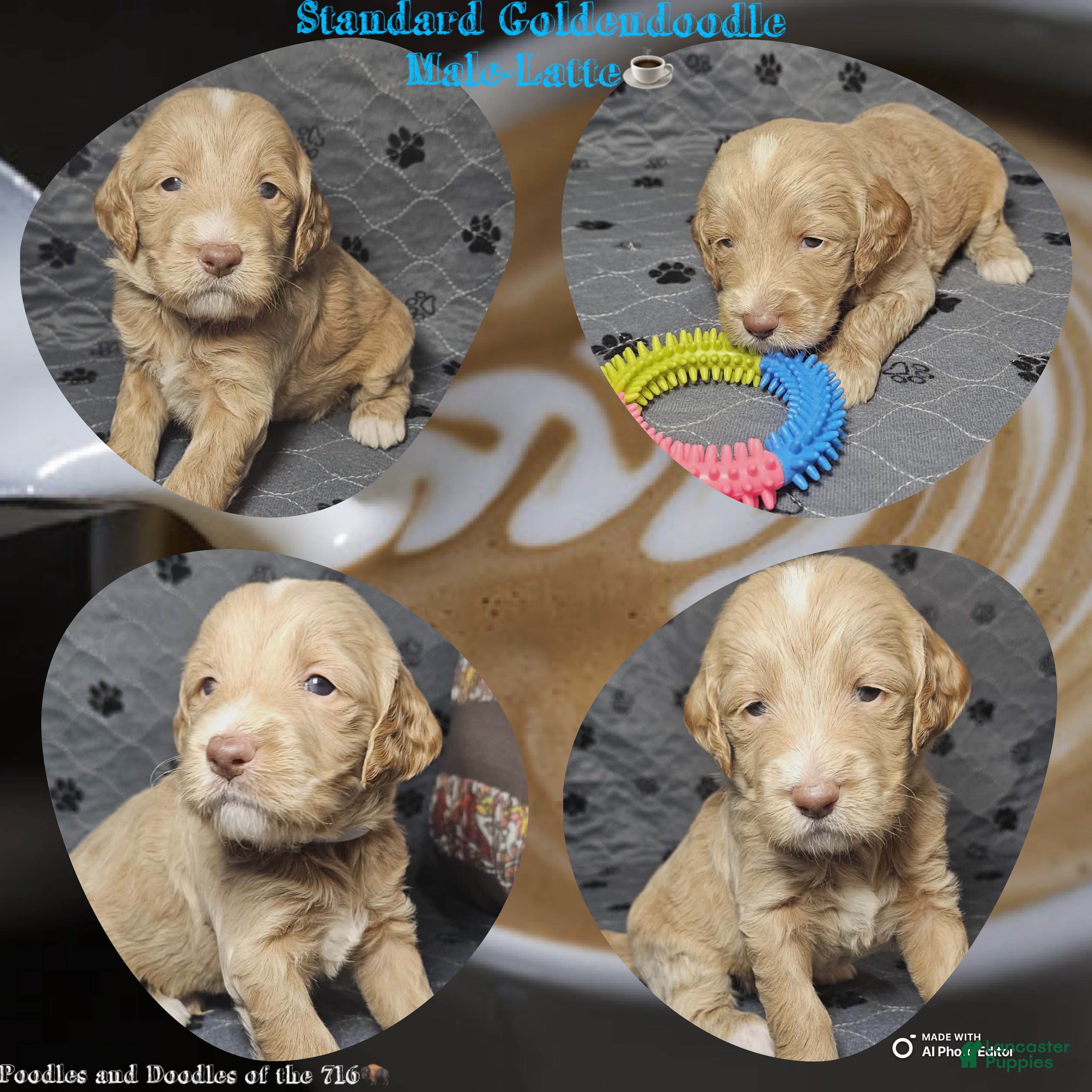 Goldendoodle dogs Latte - Ad 13