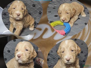 Goldendoodle dogs Latte - Ad 41