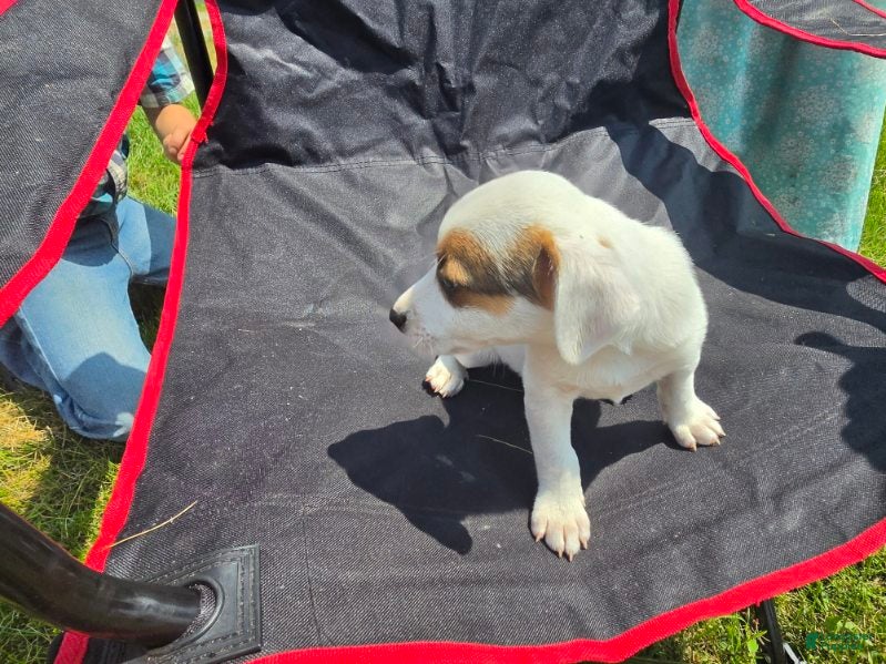 Jack Russell Terrier dogs Frankie - Ad 2