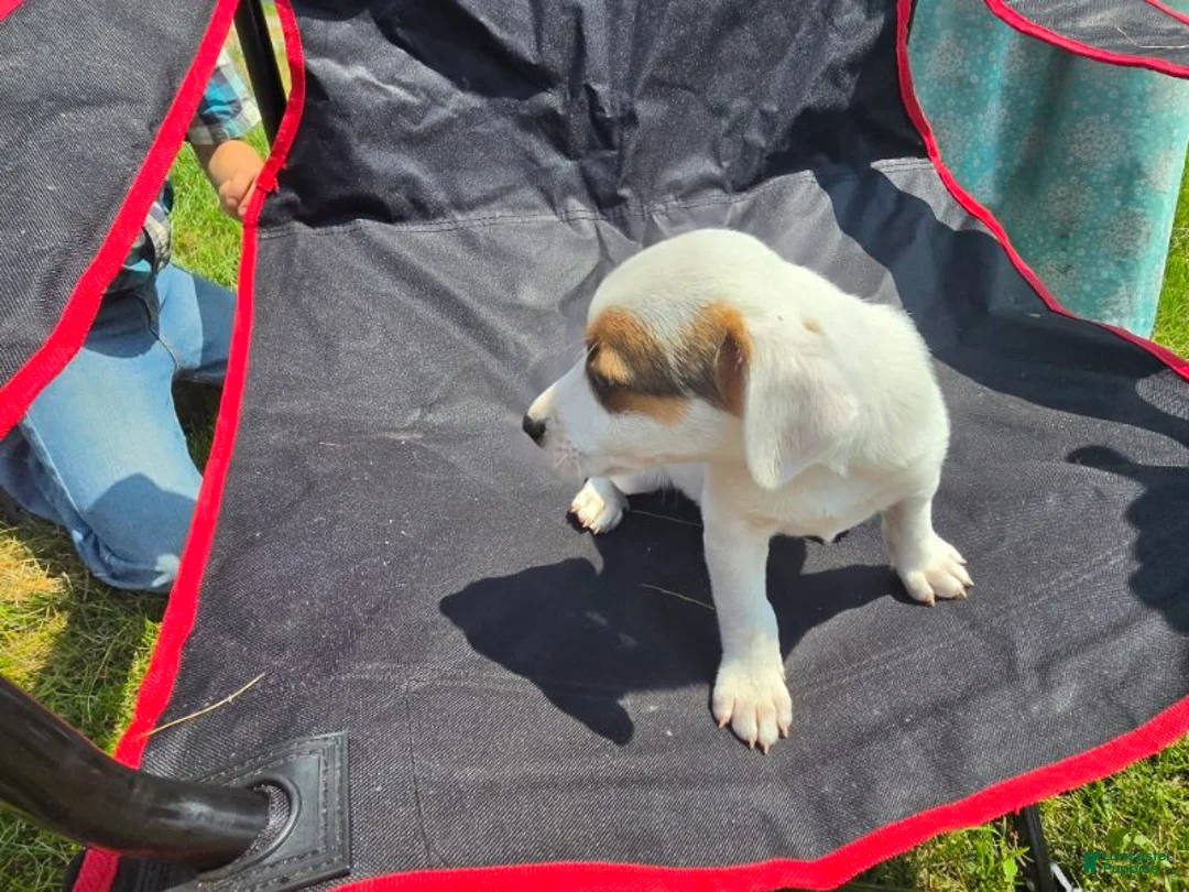 Jack Russell Terrier dogs for sale: Frankie - Ad 2
