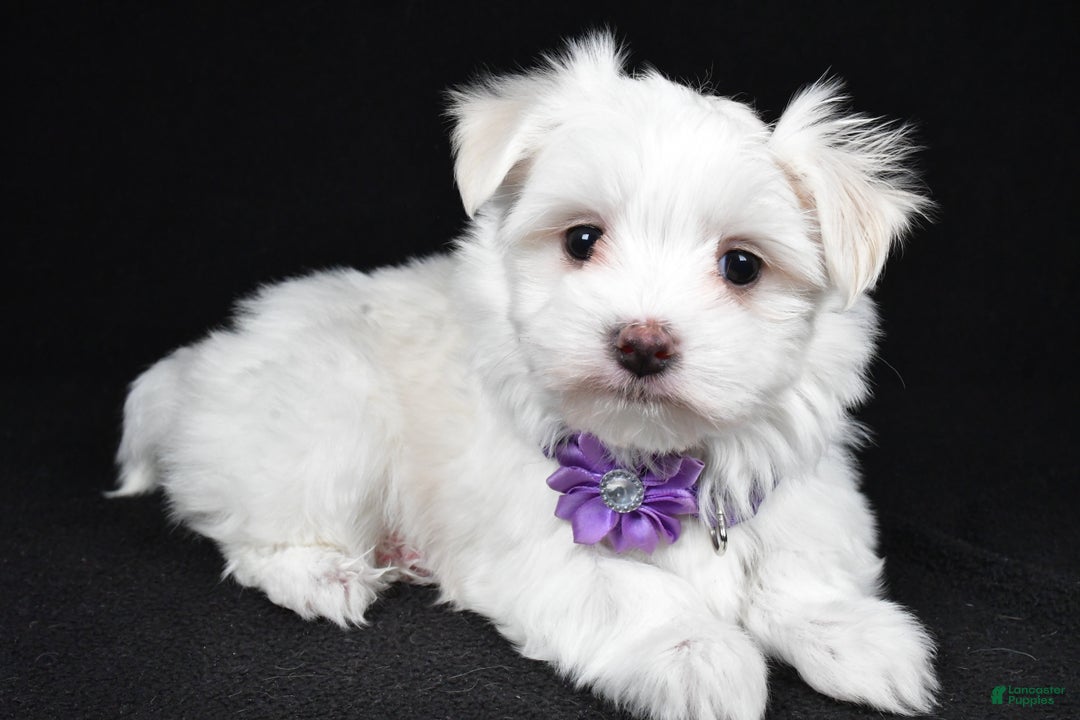 Maltese dogs for sale: Angie - Ad 1