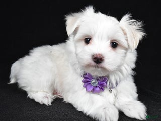 Maltese dogs Angie - Ad 18