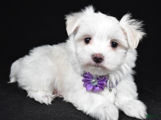 Maltese dogs Angie - Ad 35