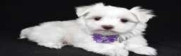 Maltese dogs for sale: Angie - Ad 1