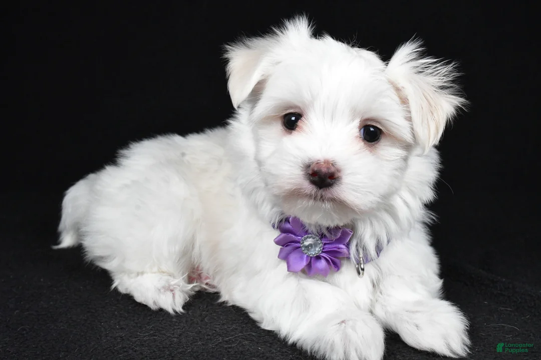 Maltese dogs for sale: Angie - Ad 1