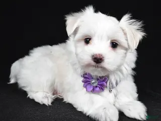 Maltese dogs Angie - Ad 41