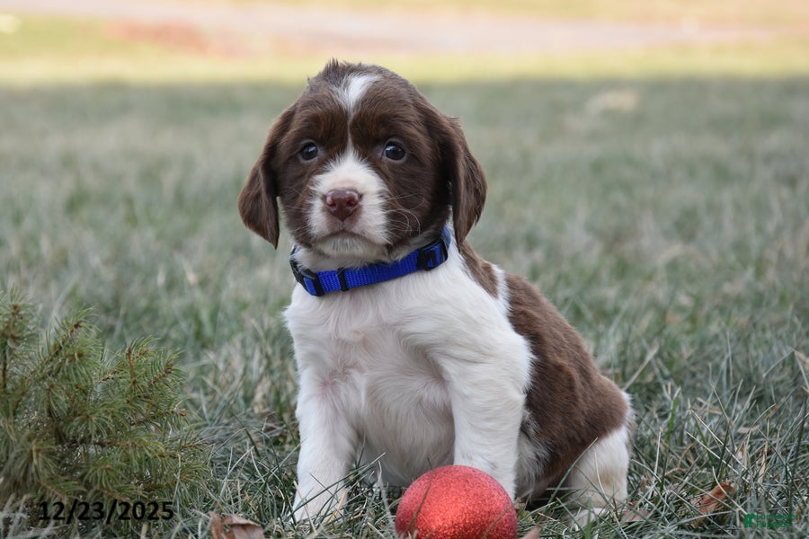 English Springer Spaniel dogs Marlo - Ad 8