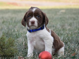 English Springer Spaniel dogs Marlo - Ad 12