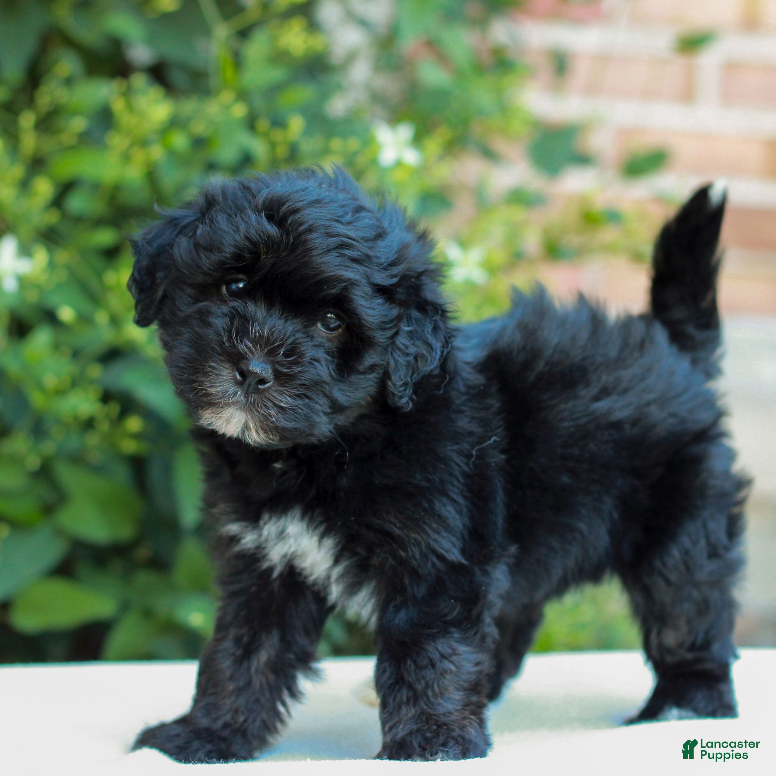 Havapoo dogs Ruby  - Ad 1