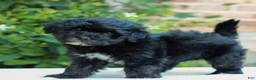 Havapoo dogs for sale: Ruby  - Ad 1