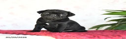 Pug dogs for sale: Theo - Ad 1