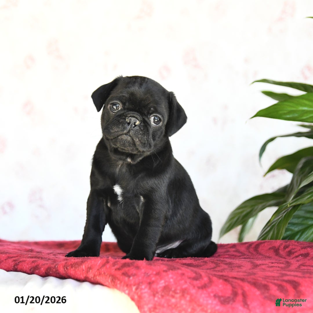 Pug dogs for sale: Theo - Ad 1