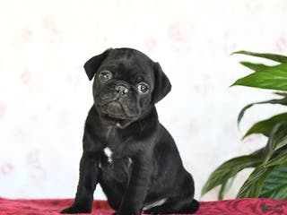 Pug dogs Theo - Ad 26