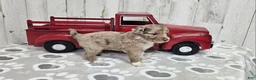 Mini Aussiedoodle dogs for sale: F1 Strawberry - Ad 4