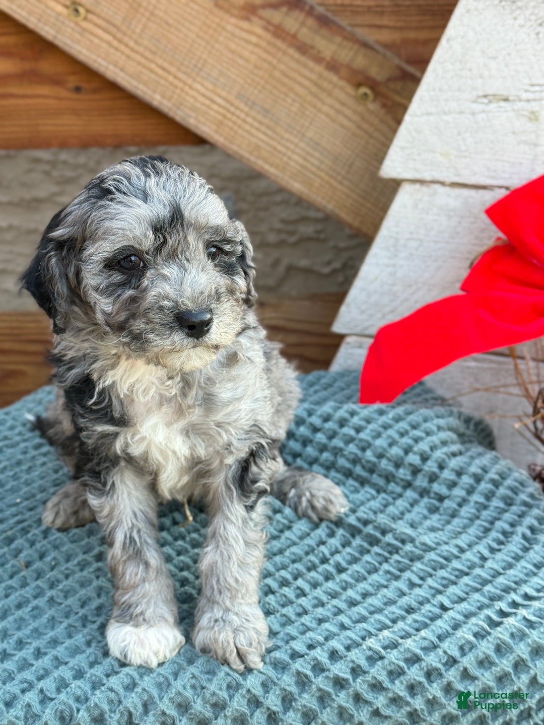 Bichpoo dogs for sale: Alvin - Ad 5