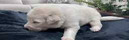 Great Pyrenees dogs for sale: Birch - Ad 2