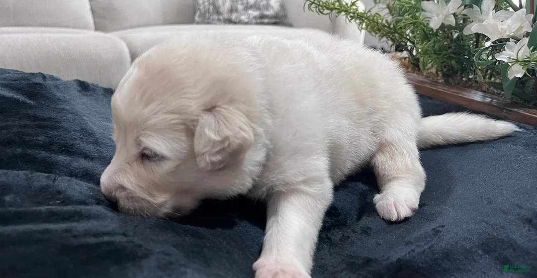 Great Pyrenees dogs for sale: Birch - Ad 2