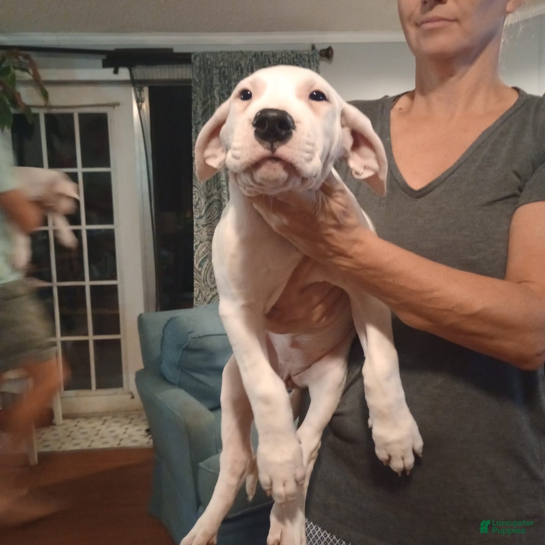 Dogo Argentino dogs for sale: Venum - Ad 2