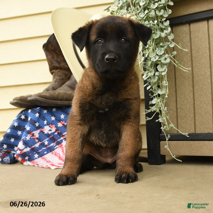 Belgian Malinois dogs Cypress - Ad 1