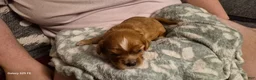 Cavapoo dogs for sale: Cavapoo 6 - Ad 4