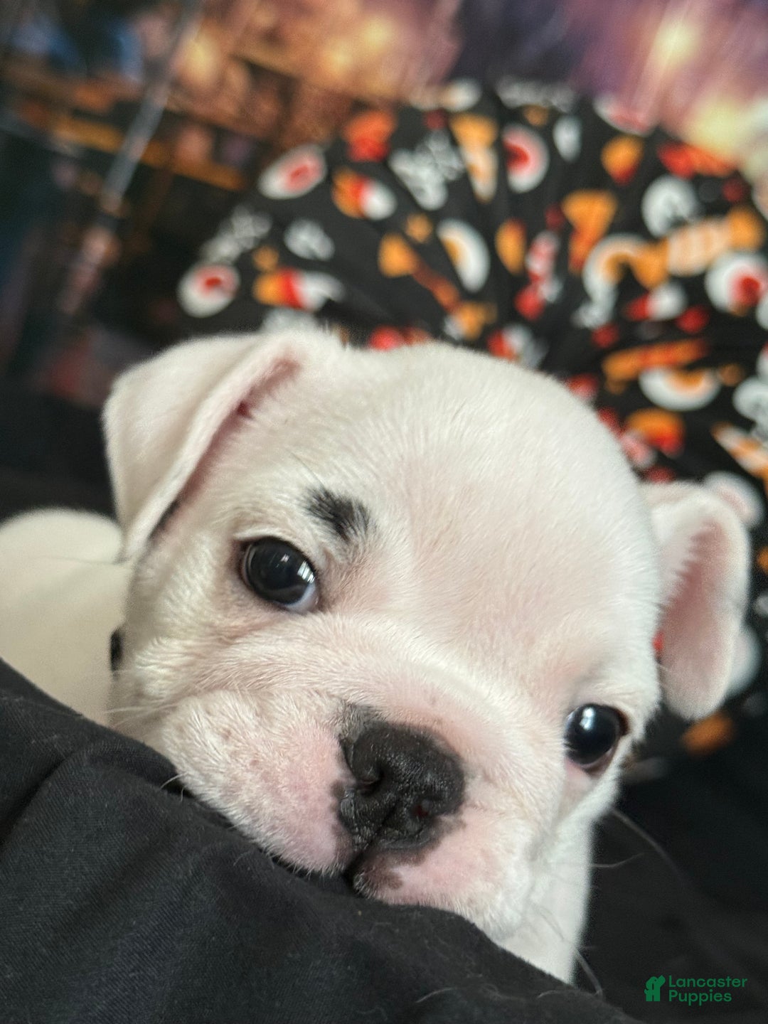 English Bulldog dogs for sale: Brian - Ad 8