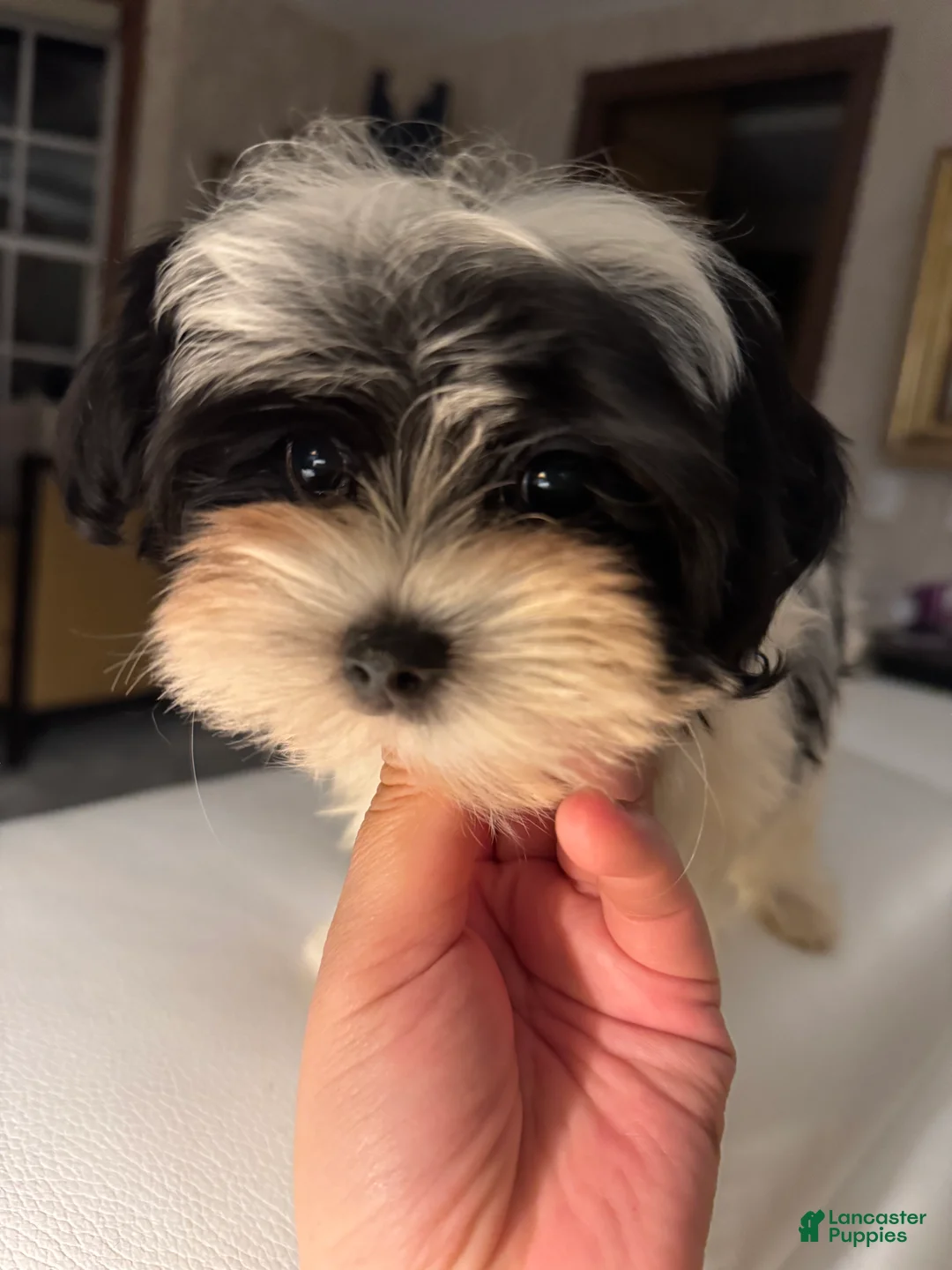 Morkie dogs for sale: Arlo - Ad 5