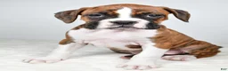 Boxer dogs for sale: Dinah - Ad 3