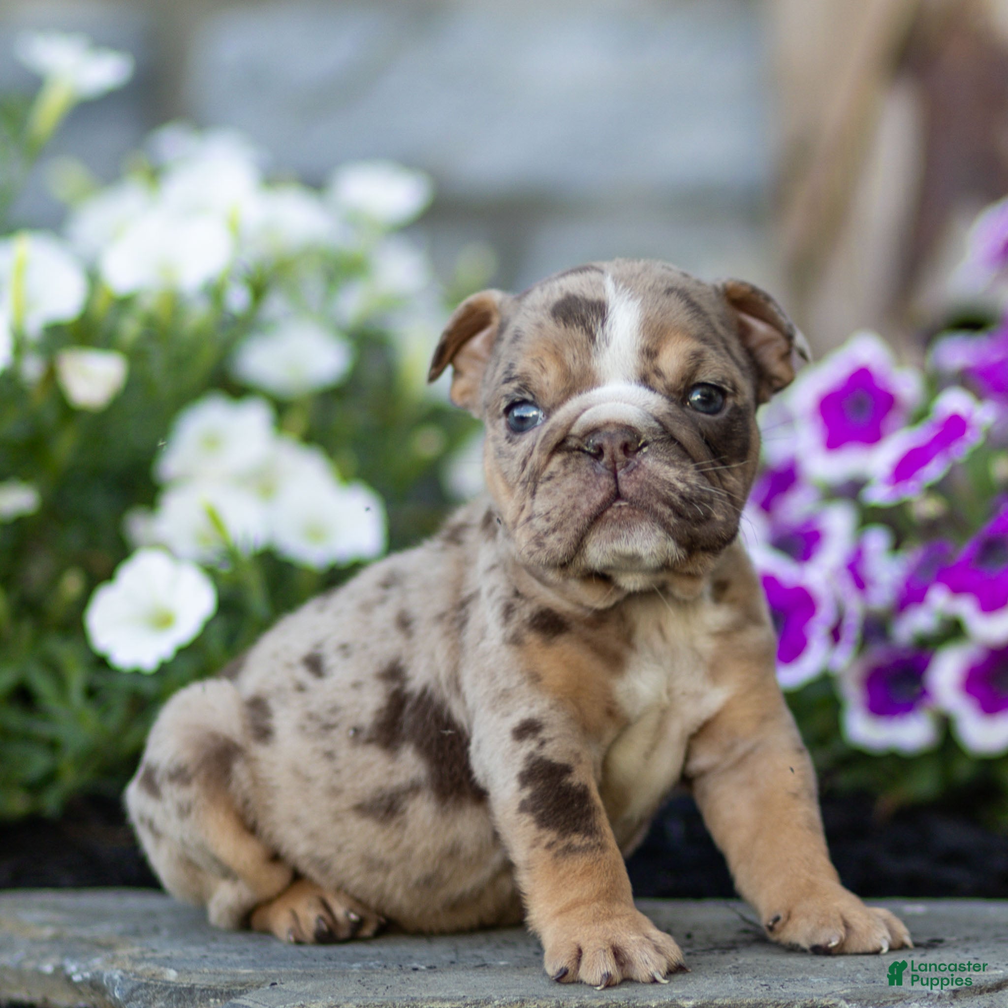 English Bulldog dogs Olive English Bulldog  - Ad 2