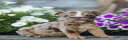 English Bulldog dogs for sale: Olive English Bulldog  - Ad 2