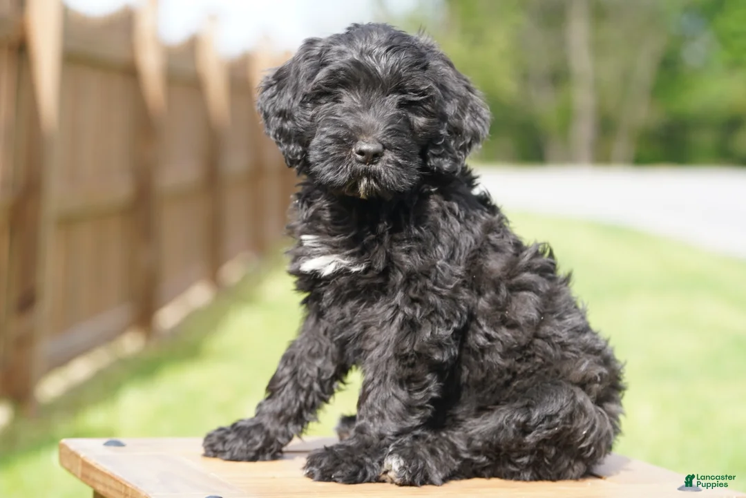 Portuguese Water Dog dogs for sale: Kyler - Ad 10