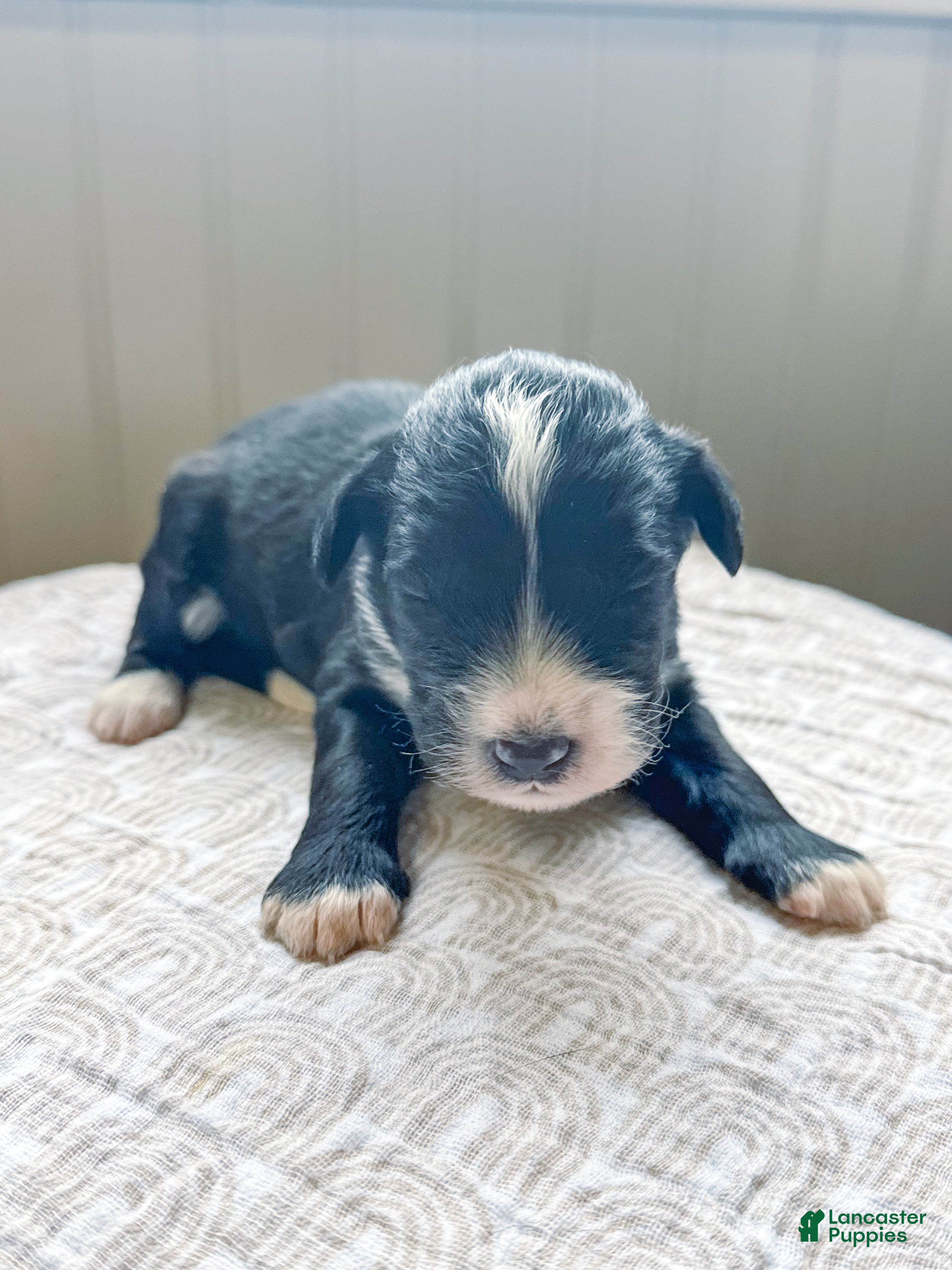 Mini Bernedoodle dogs Walter  - Ad 23